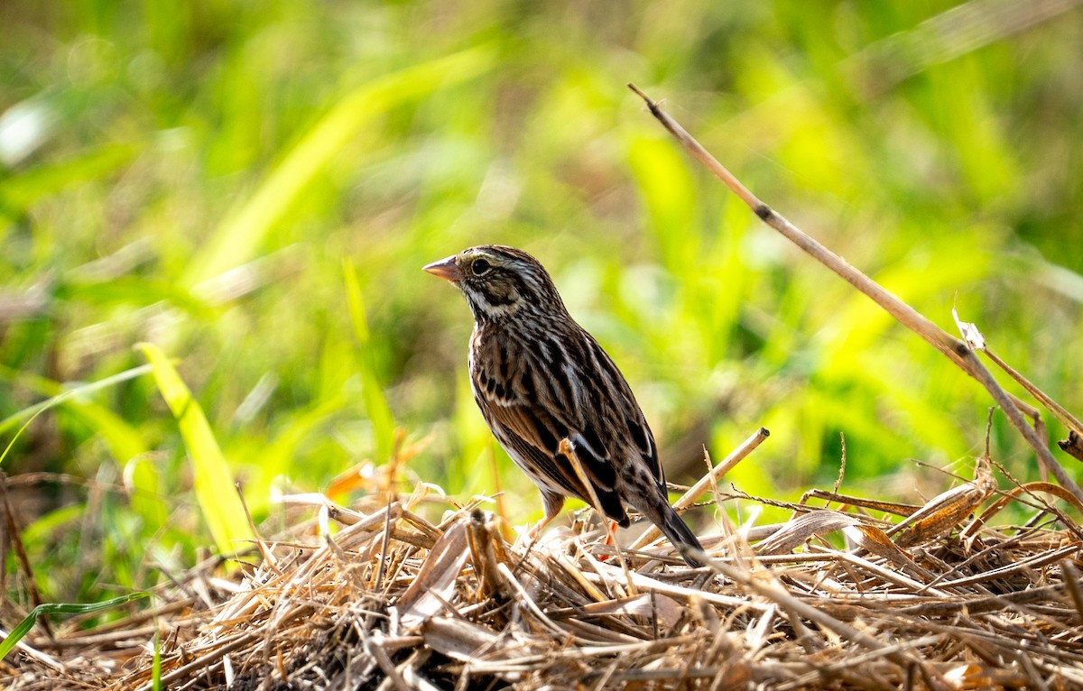 strnadec luční - ML647156076