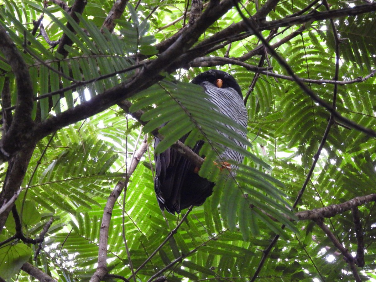 Black-and-white Owl - ML647156077