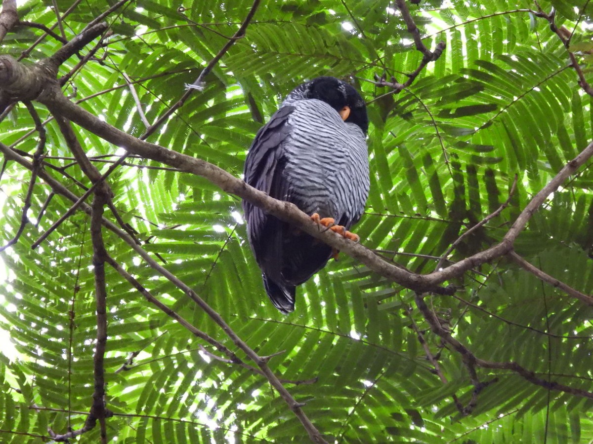 Black-and-white Owl - ML647156078