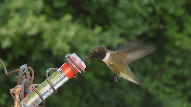 Black-chinned Hummingbird - ML647156079