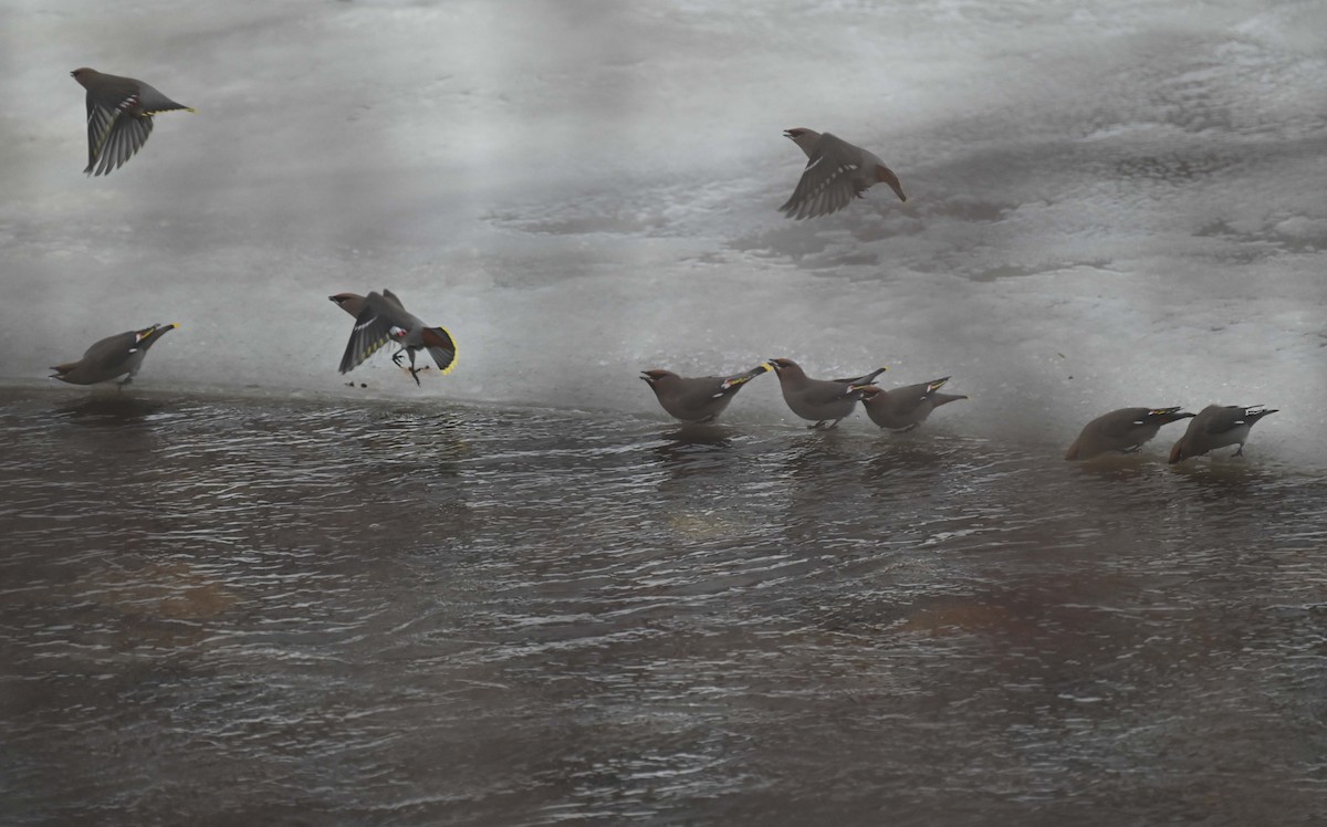 Bohemian Waxwing - ML647156082