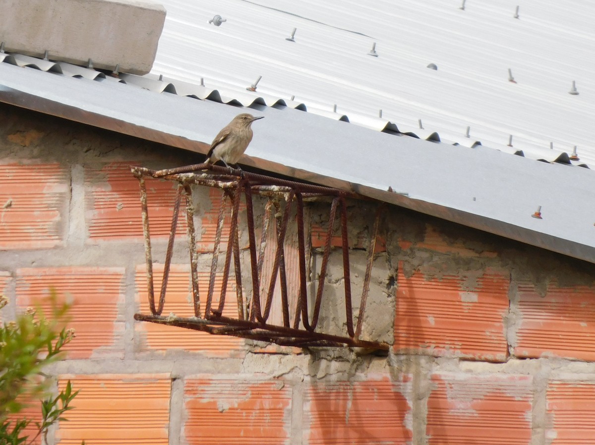 Black-billed Shrike-Tyrant - ML647156083
