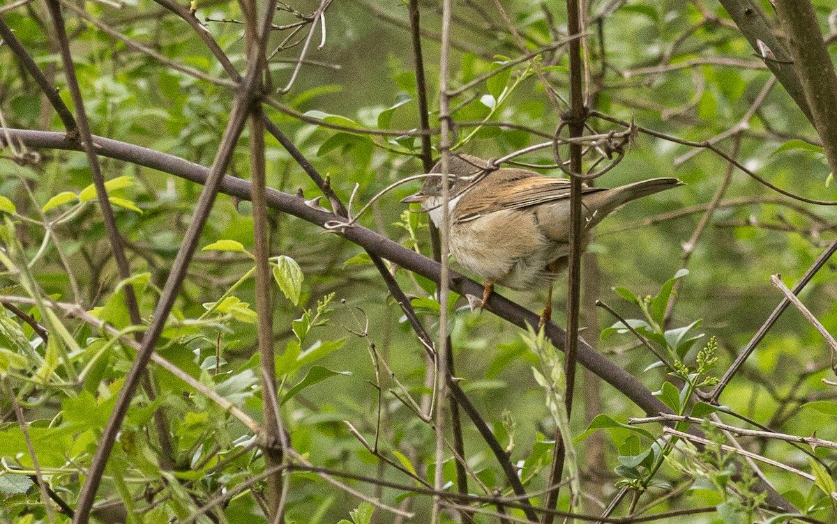 Greater Whitethroat - ML647156084