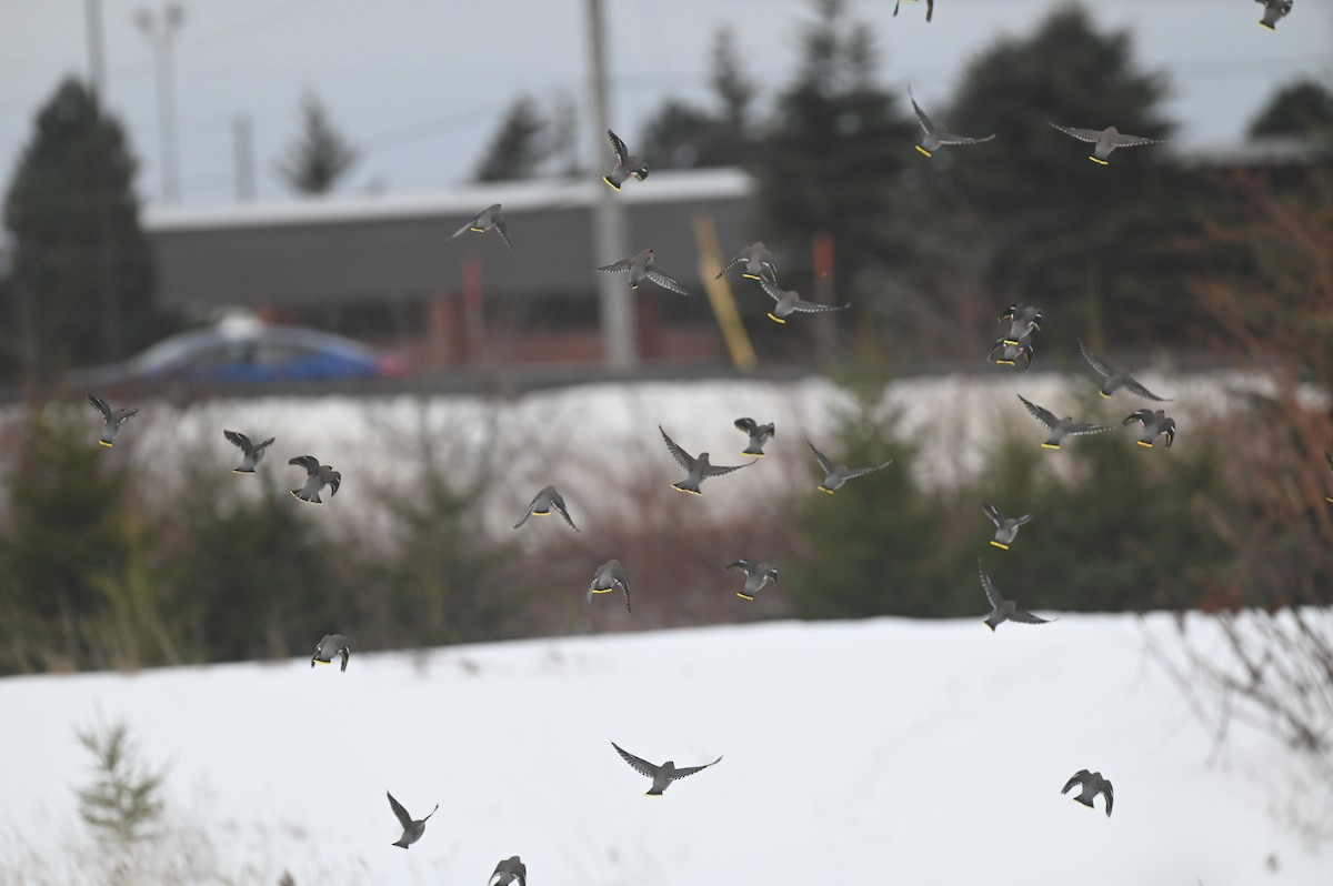 Bohemian Waxwing - ML647156086