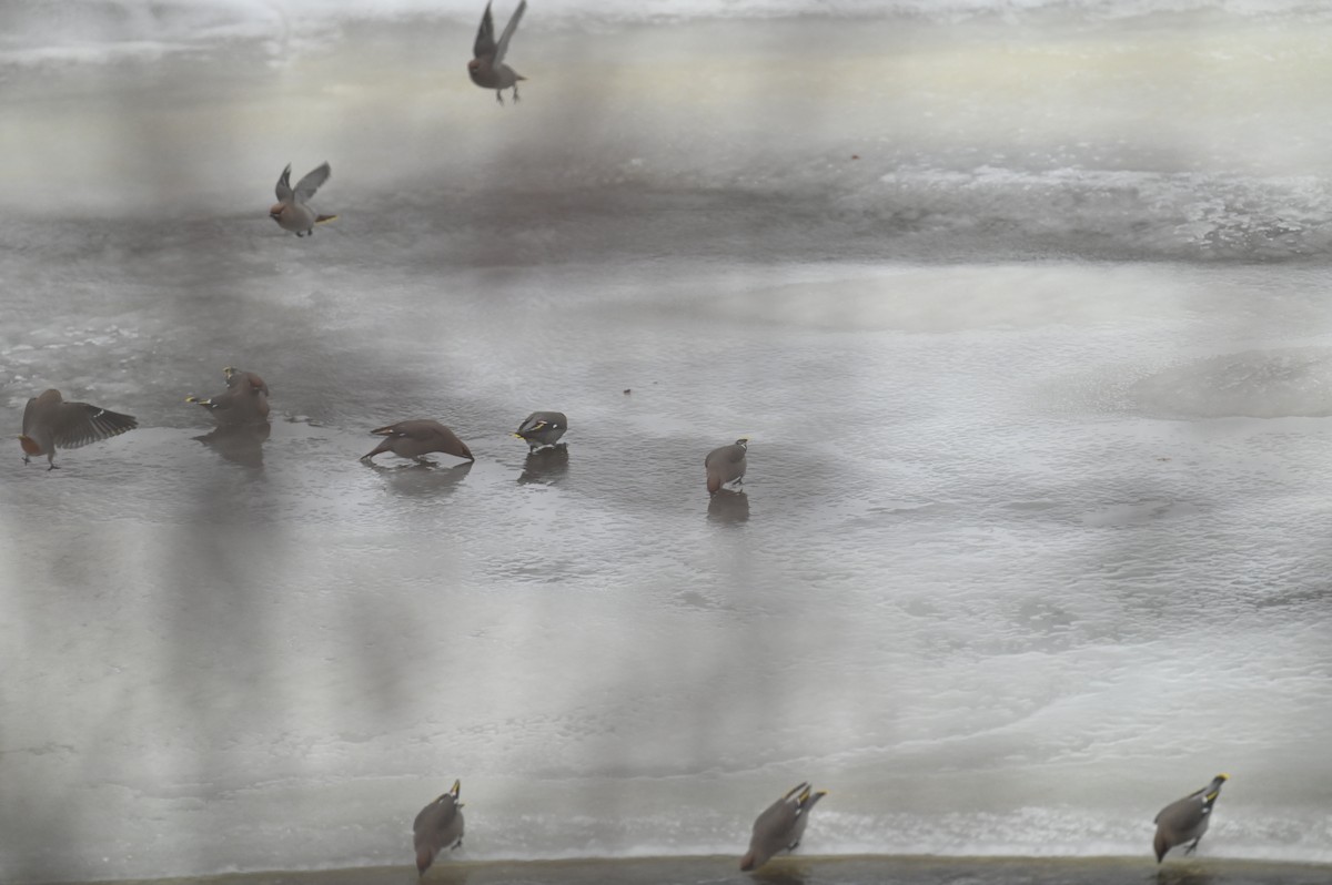 Bohemian Waxwing - ML647156087