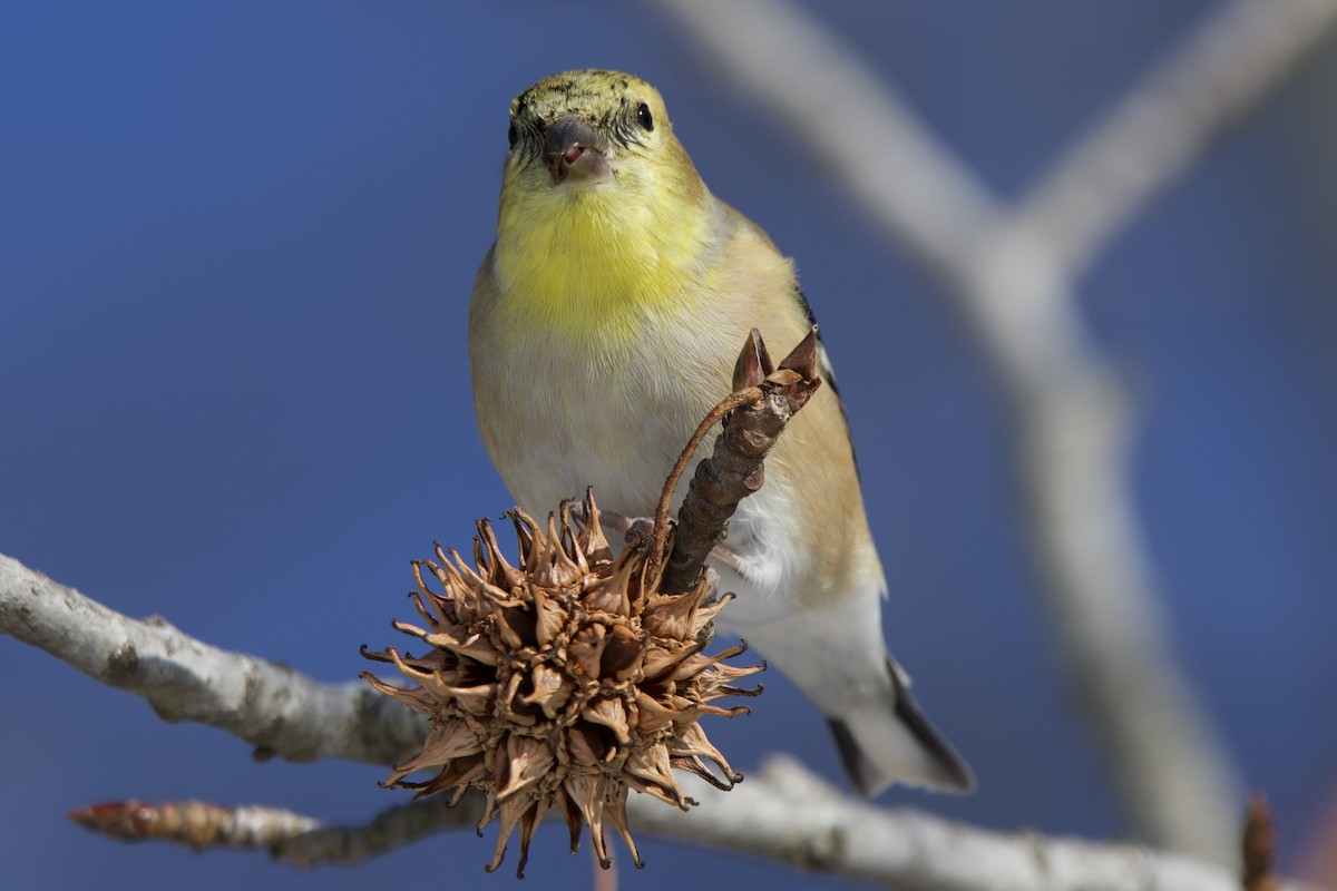 čížek žlutý - ML647156093