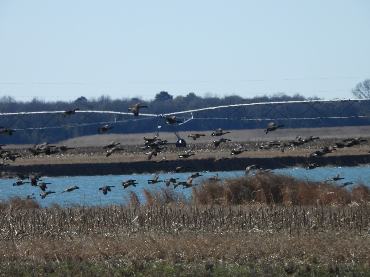 Canada Goose - ML647156098