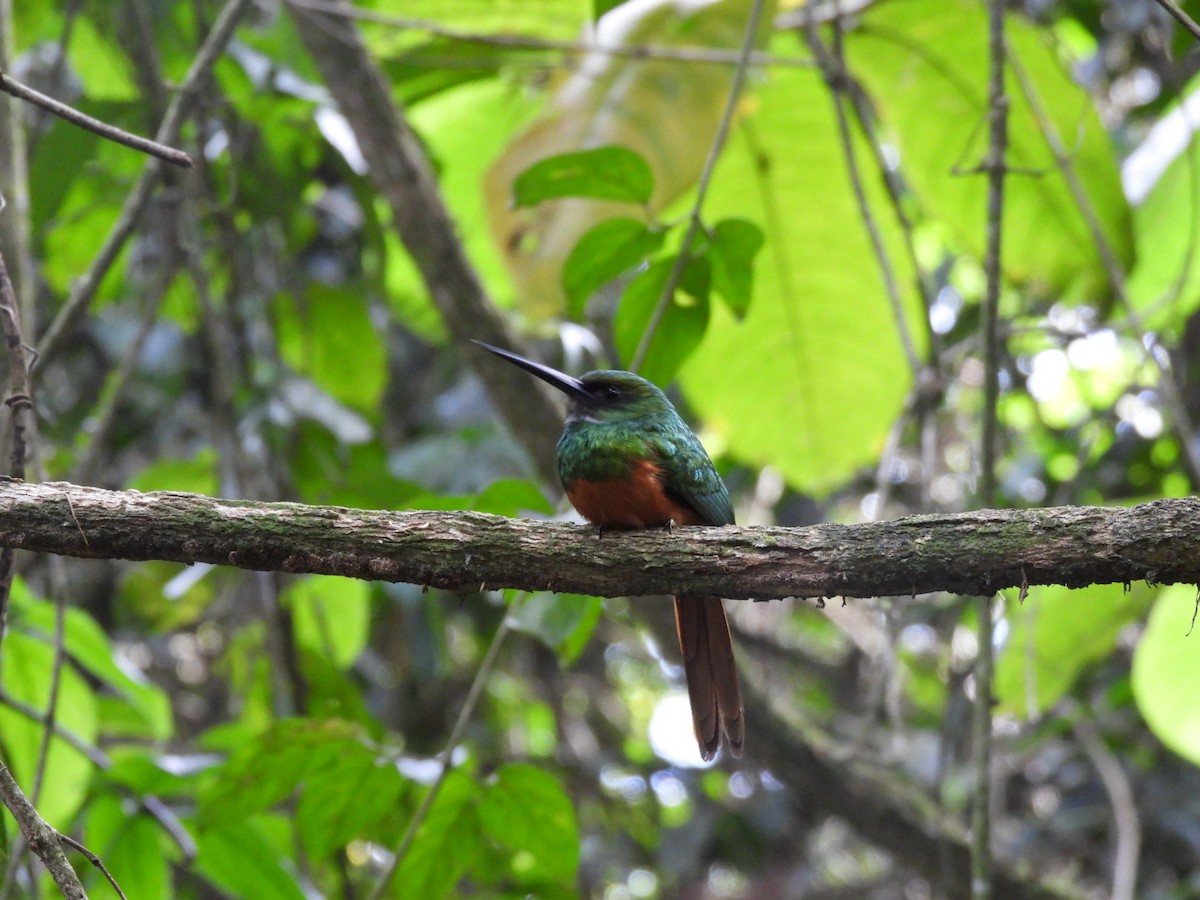 Rufous-tailed Jacamar - ML647156099