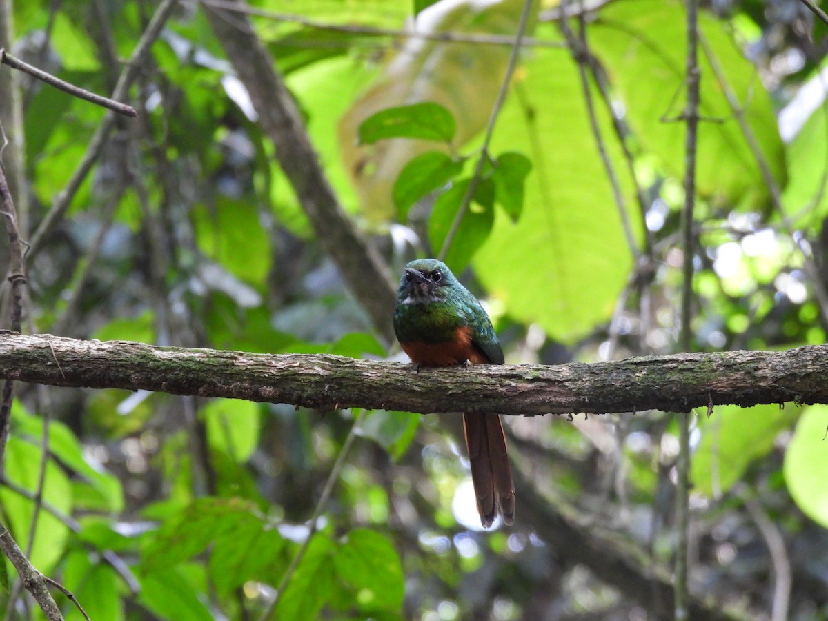 Rufous-tailed Jacamar - ML647156100