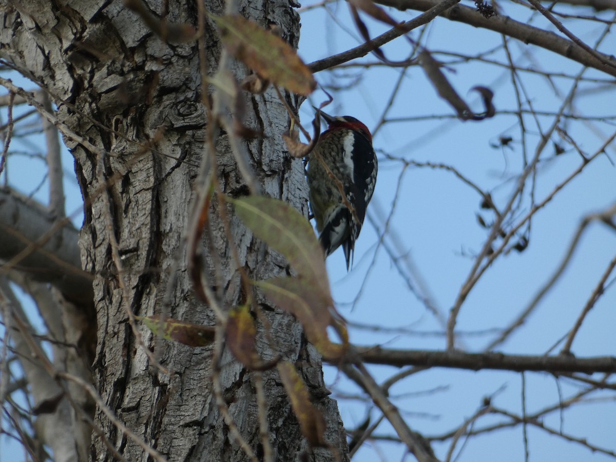 Red-breasted Sapsucker - ML647156102
