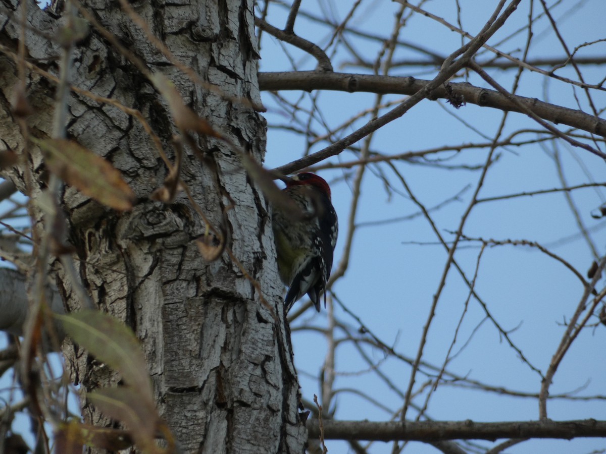 Red-breasted Sapsucker - ML647156105