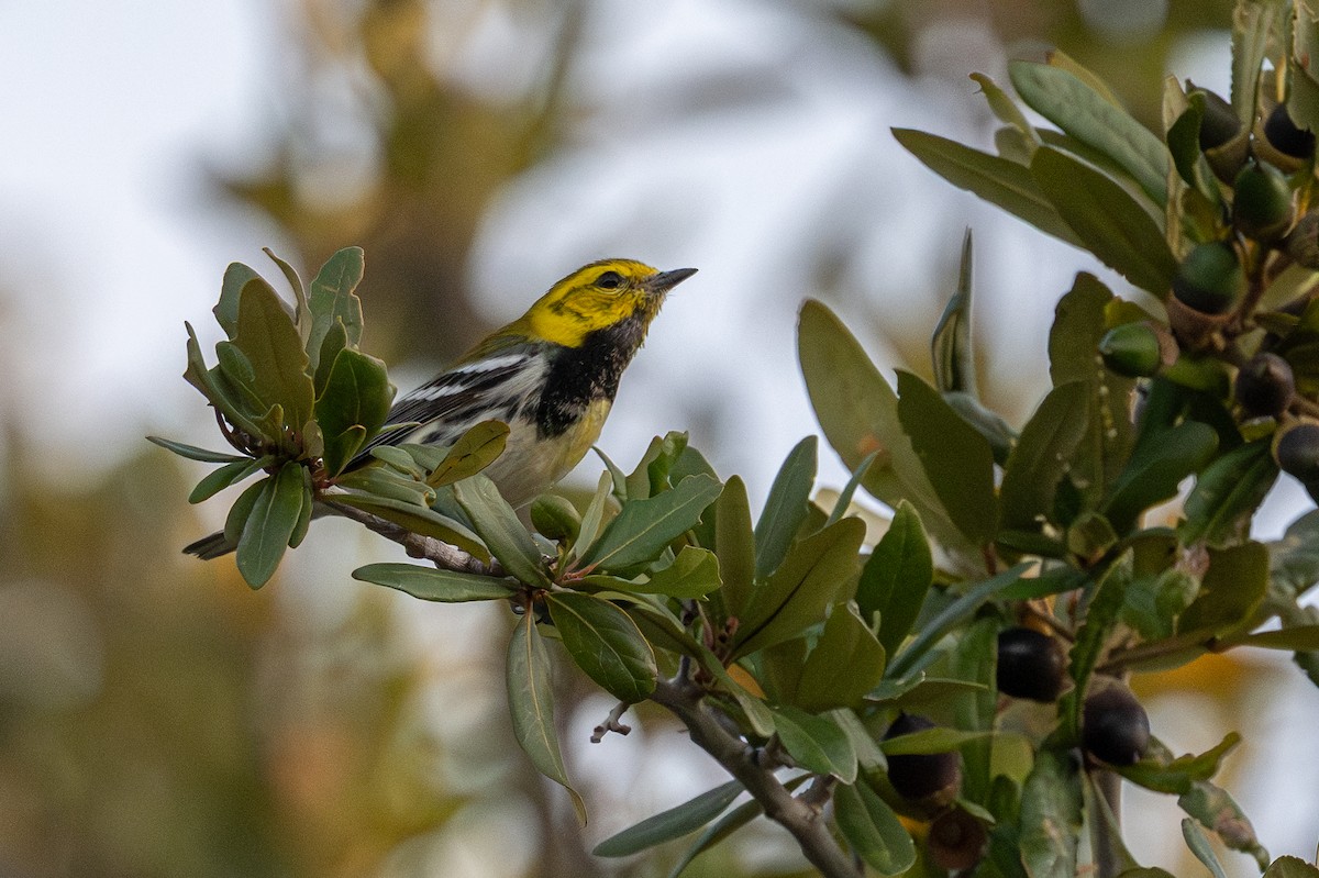 Yeşil Sırtlı Ötleğen - ML647156112