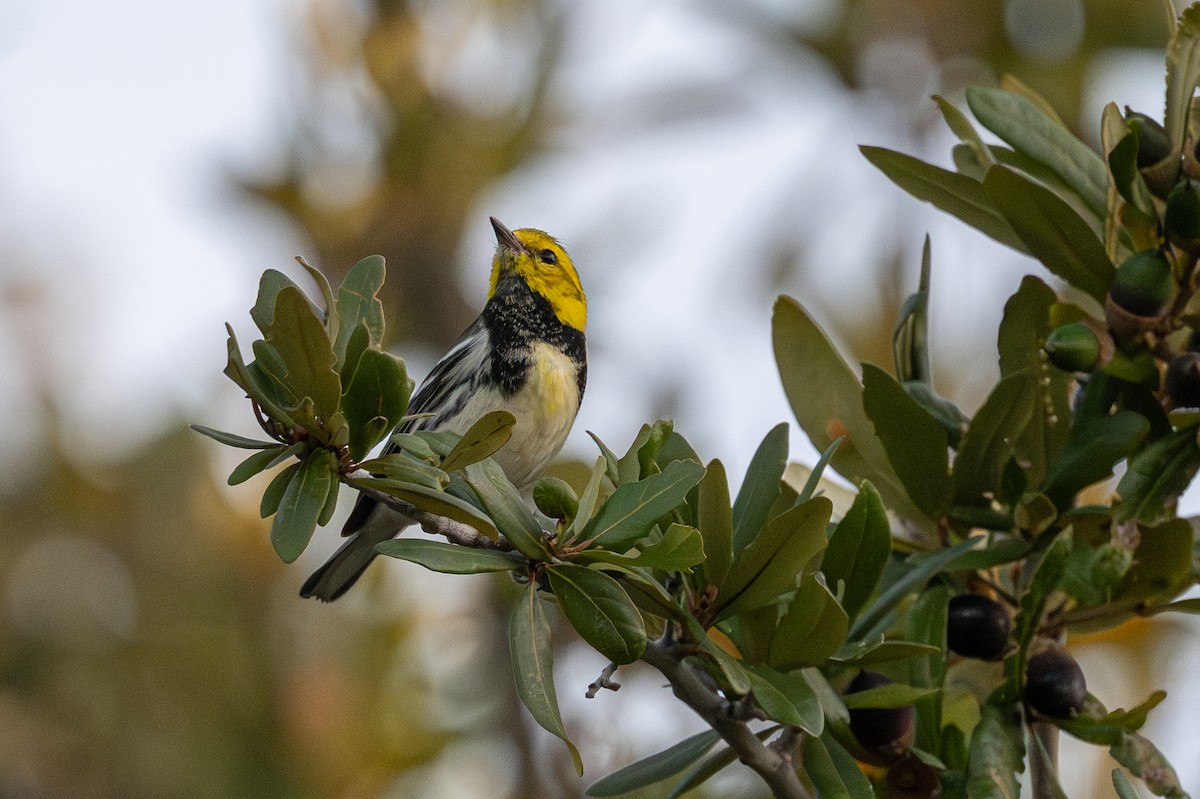 Yeşil Sırtlı Ötleğen - ML647156113