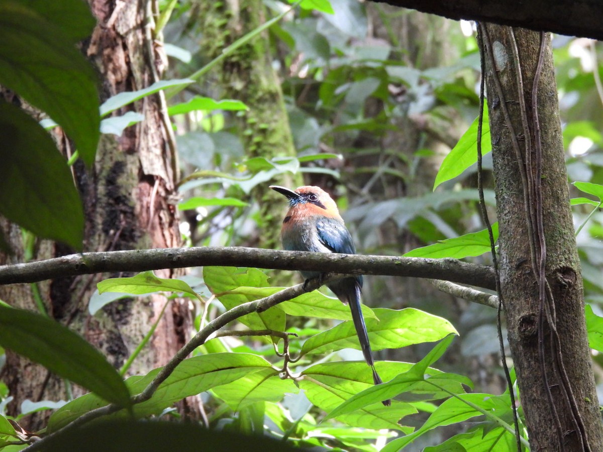 Broad-billed Motmot - ML647156114