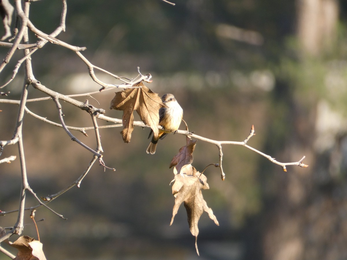 Vermilion Flycatcher - ML647156115