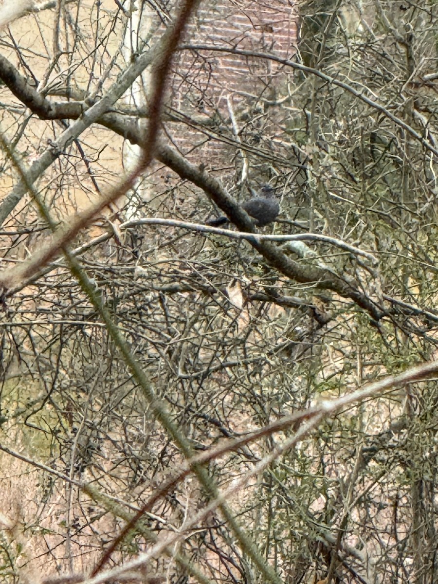 Gray Catbird - ML647156116