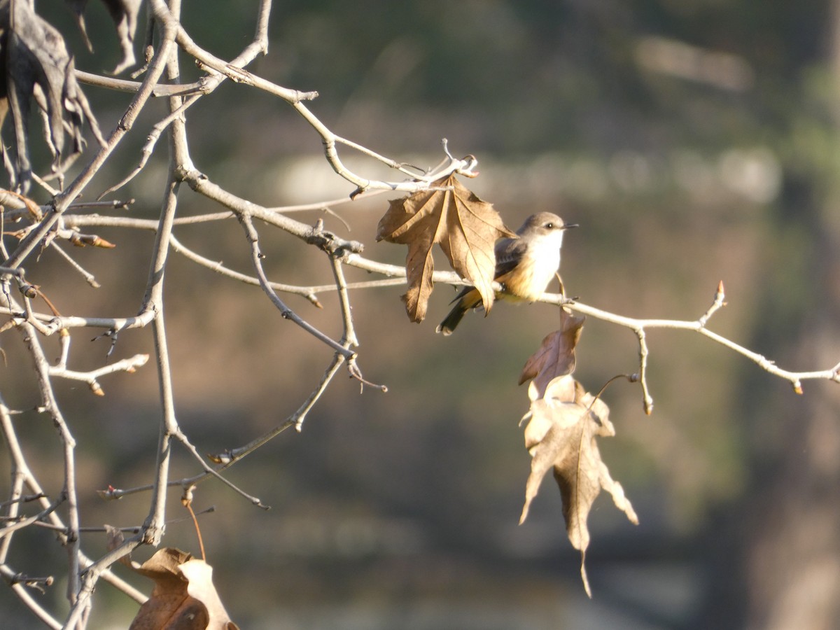 Vermilion Flycatcher - ML647156119