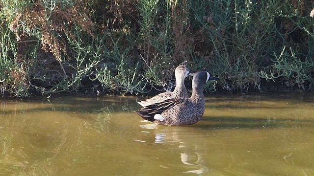 שרשיר כחול-כנף - ML647156120