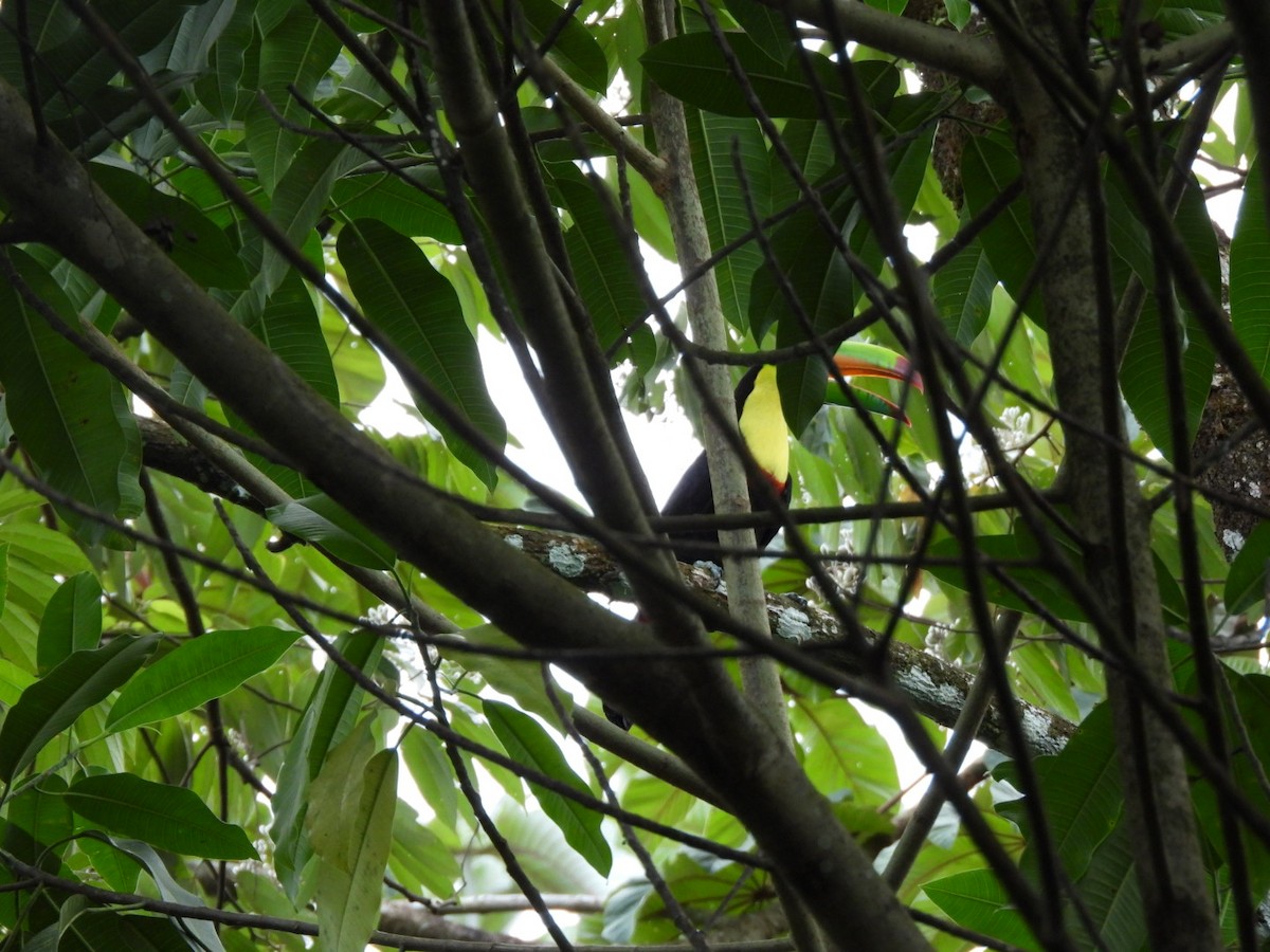 Keel-billed Toucan - ML647156123