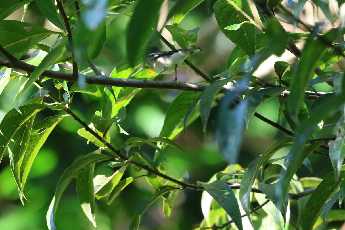 Northern Parula - ML647156124