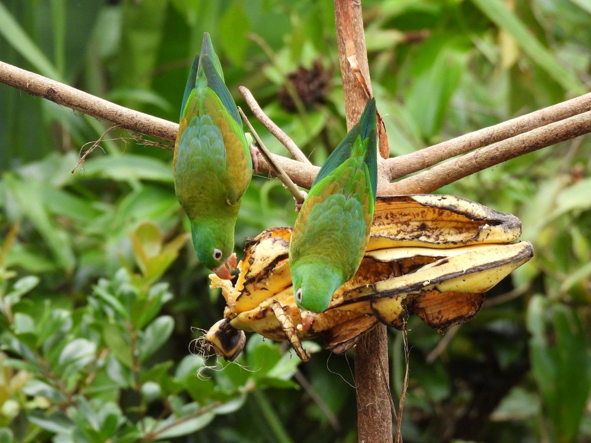 Orange-chinned Parakeet - ML647156128