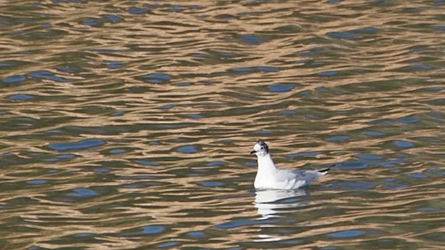 שחף אמריקני - ML647156131