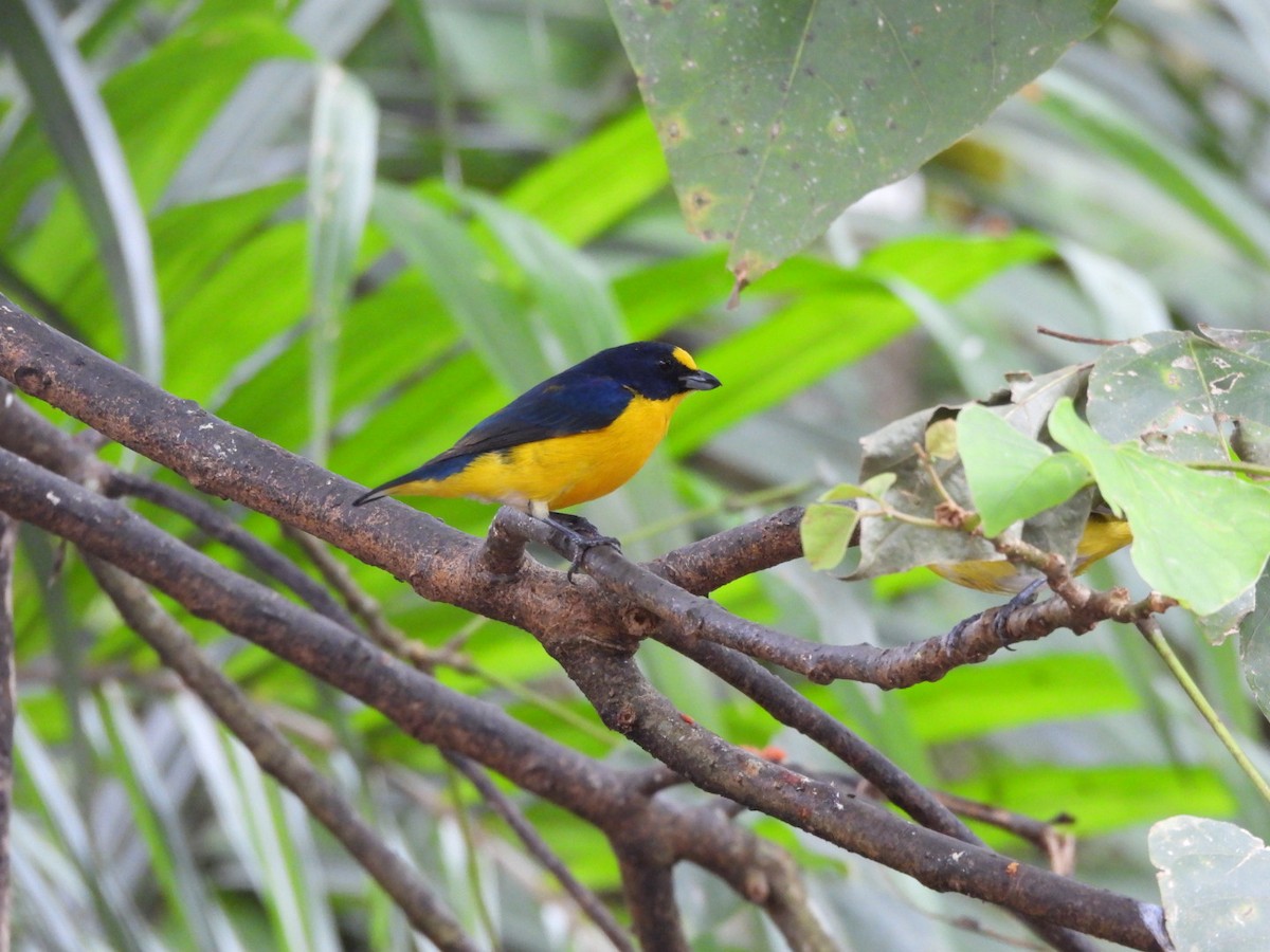 Yellow-throated Euphonia - ML647156137