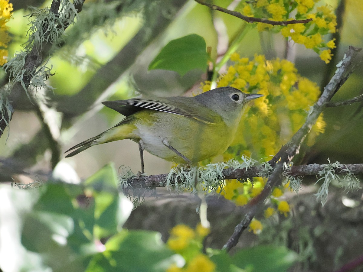 ズアカアメリカムシクイ - ML647156151