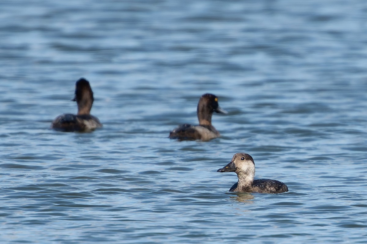 Black Scoter - ML647156168