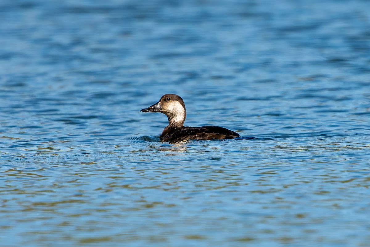 Black Scoter - ML647156169