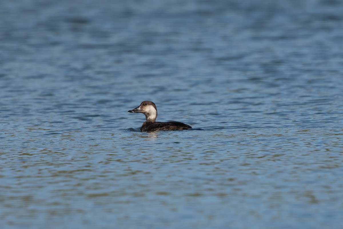 Black Scoter - ML647156170