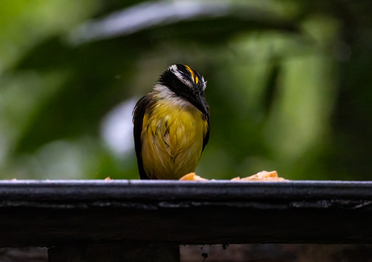 Great Kiskadee - ML647156174