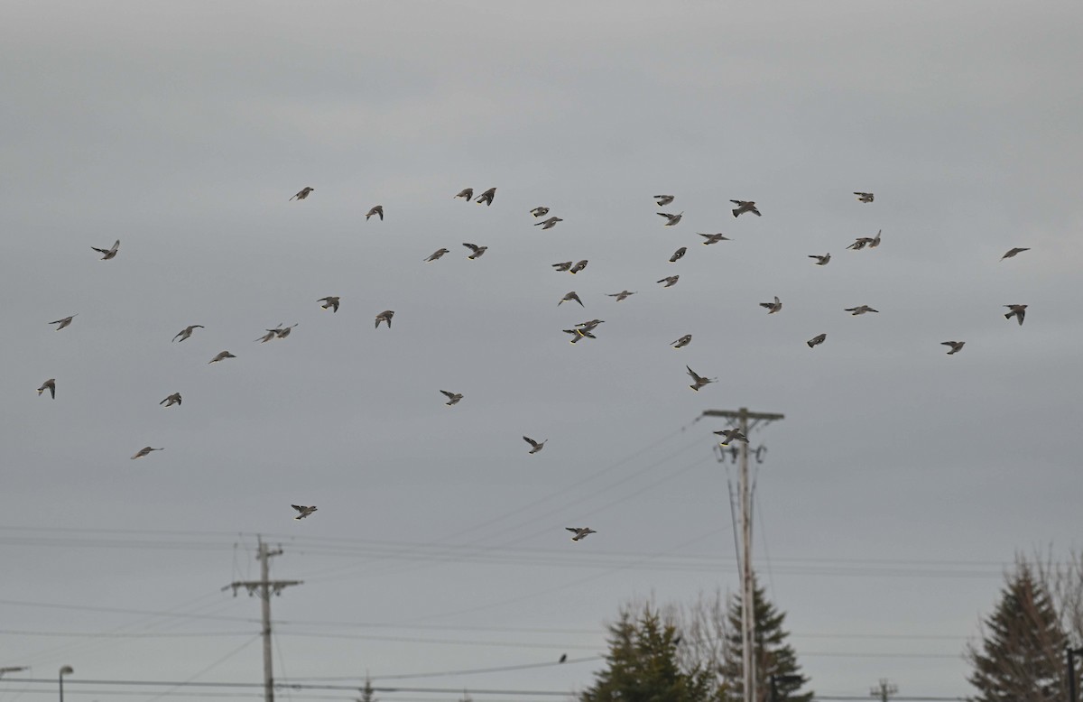 Bohemian Waxwing - ML647156178