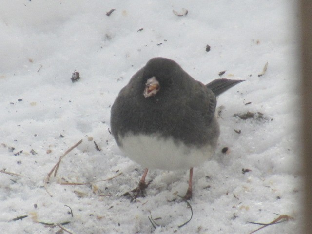 ユキヒメドリ - ML647156213