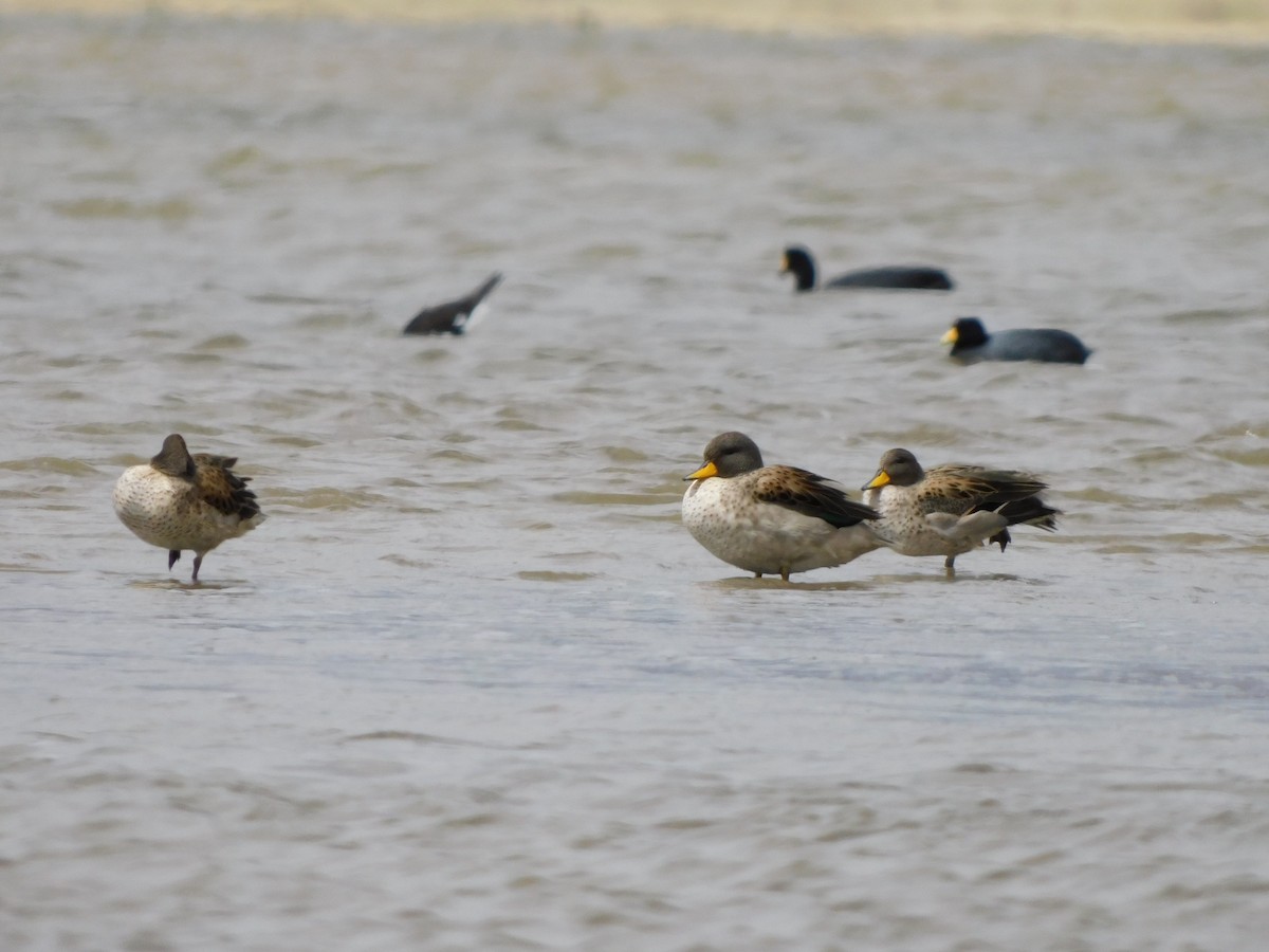 Yellow-billed Teal - ML647156232