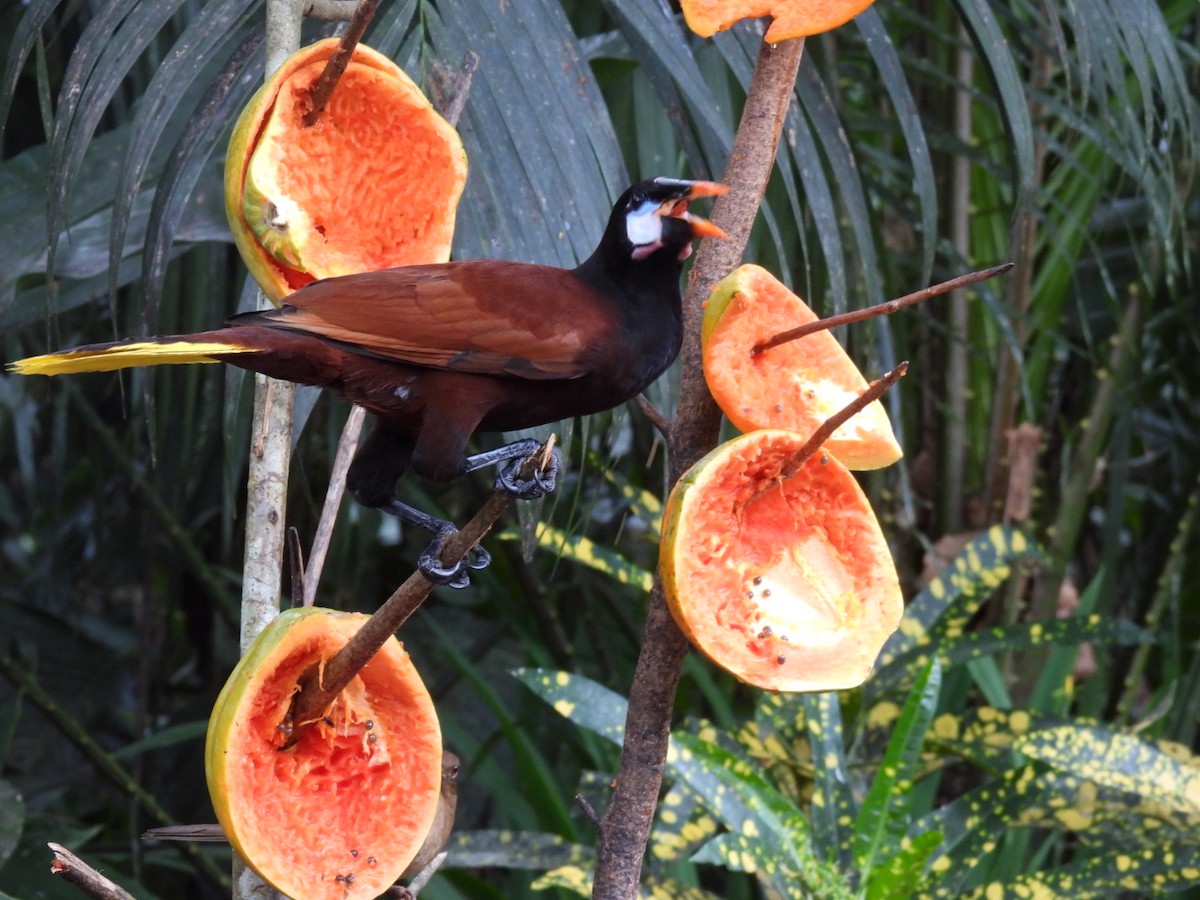 Montezuma Oropendola - ML647156233
