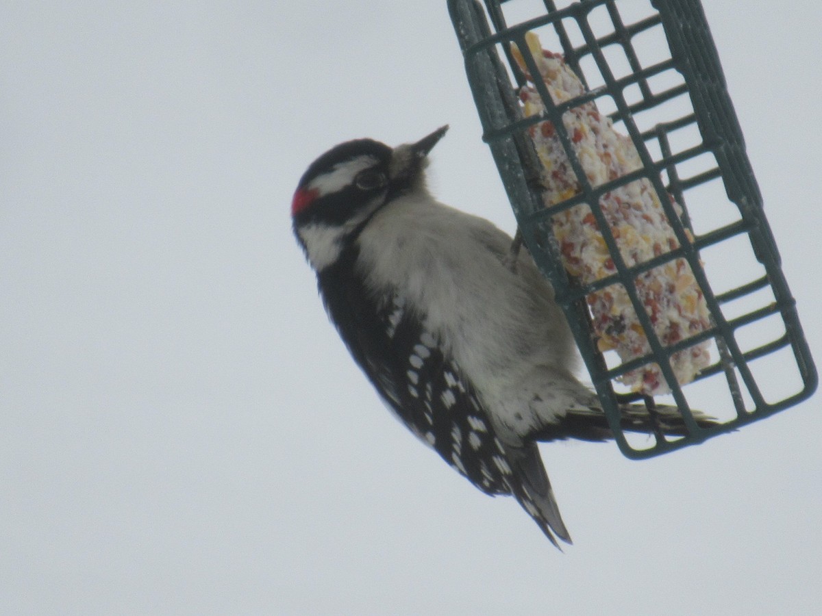 セジロコゲラ - ML647156234