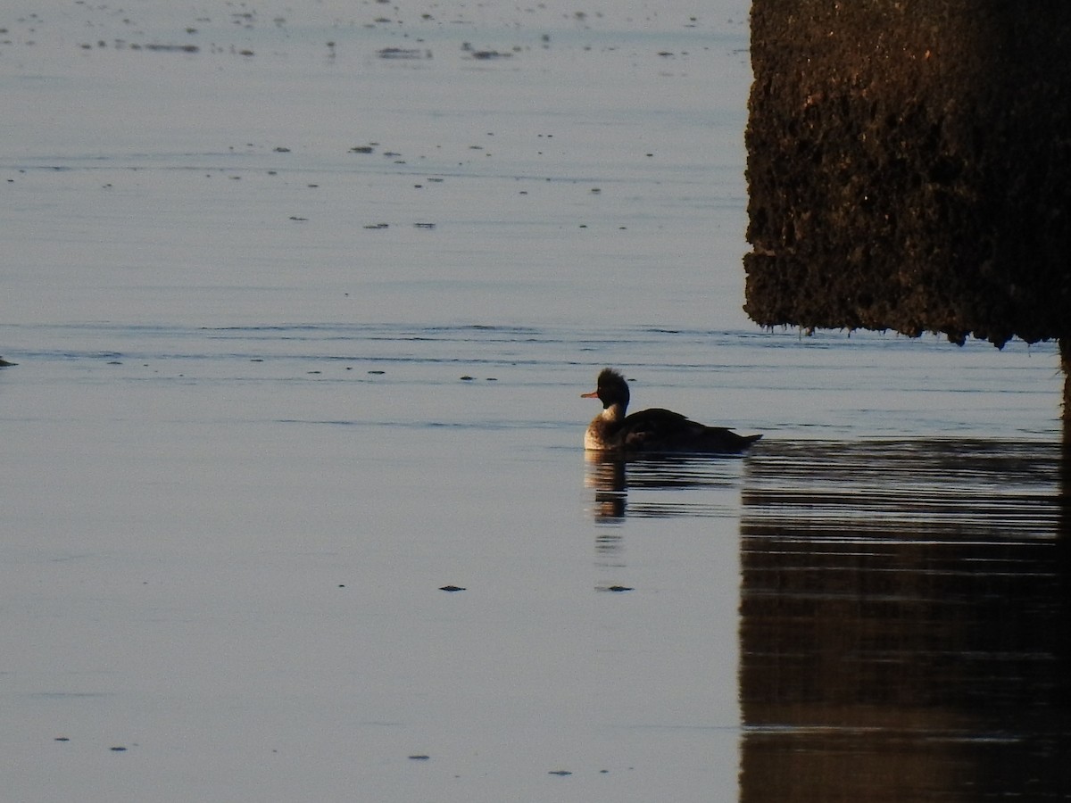 Serreta Mediana - ML647156251