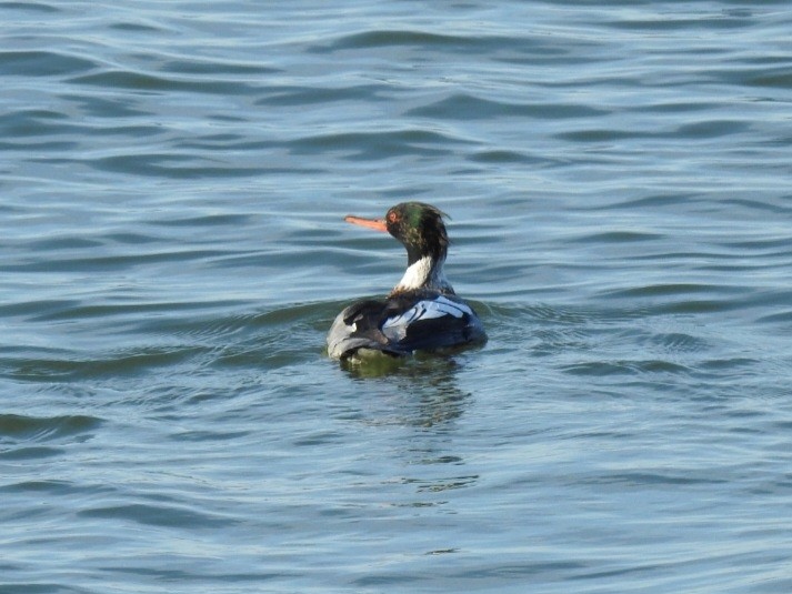 Serreta Mediana - ML647156252