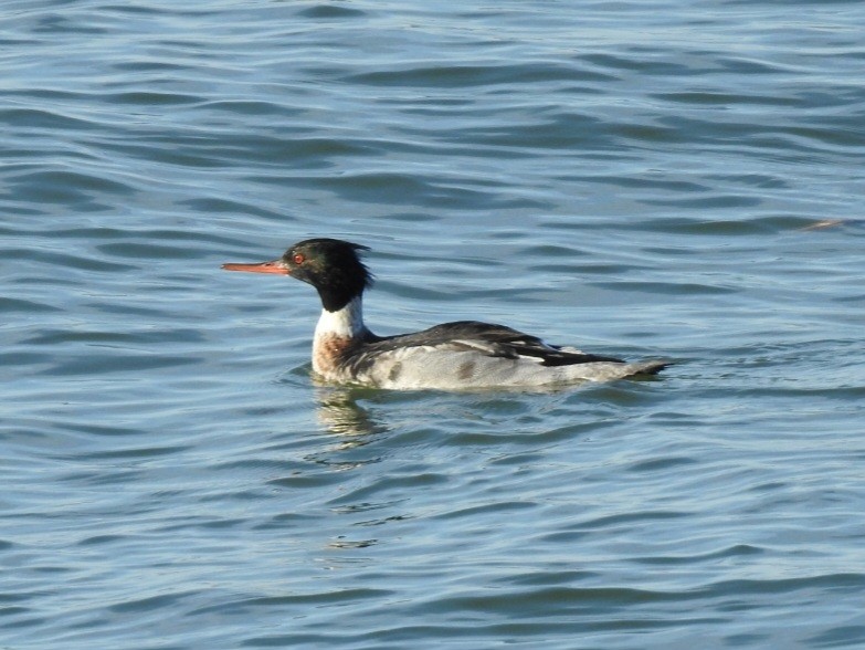 Serreta Mediana - ML647156253