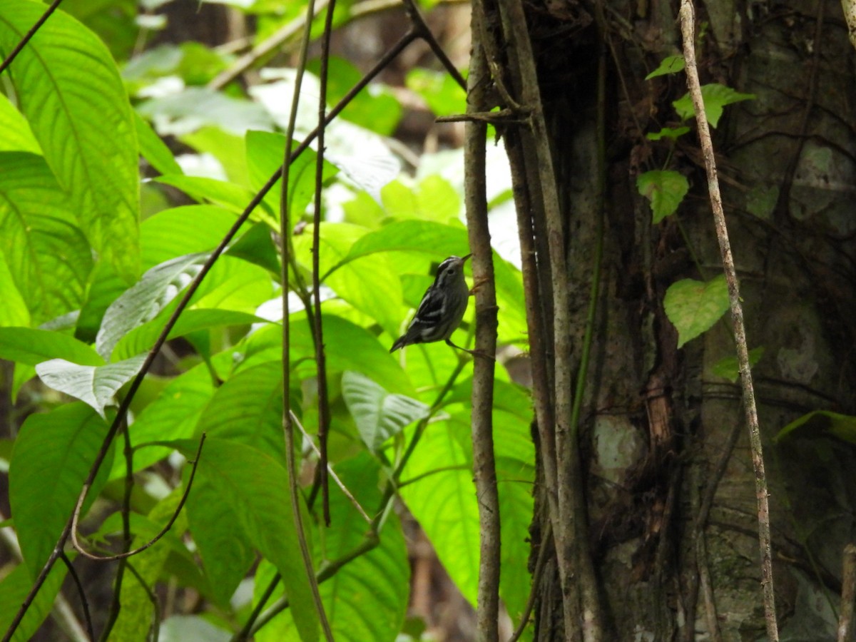 Black-and-white Warbler - ML647156257