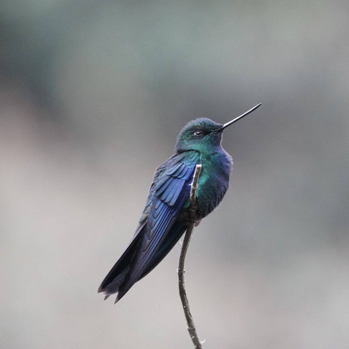 Great Sapphirewing - ML647156259