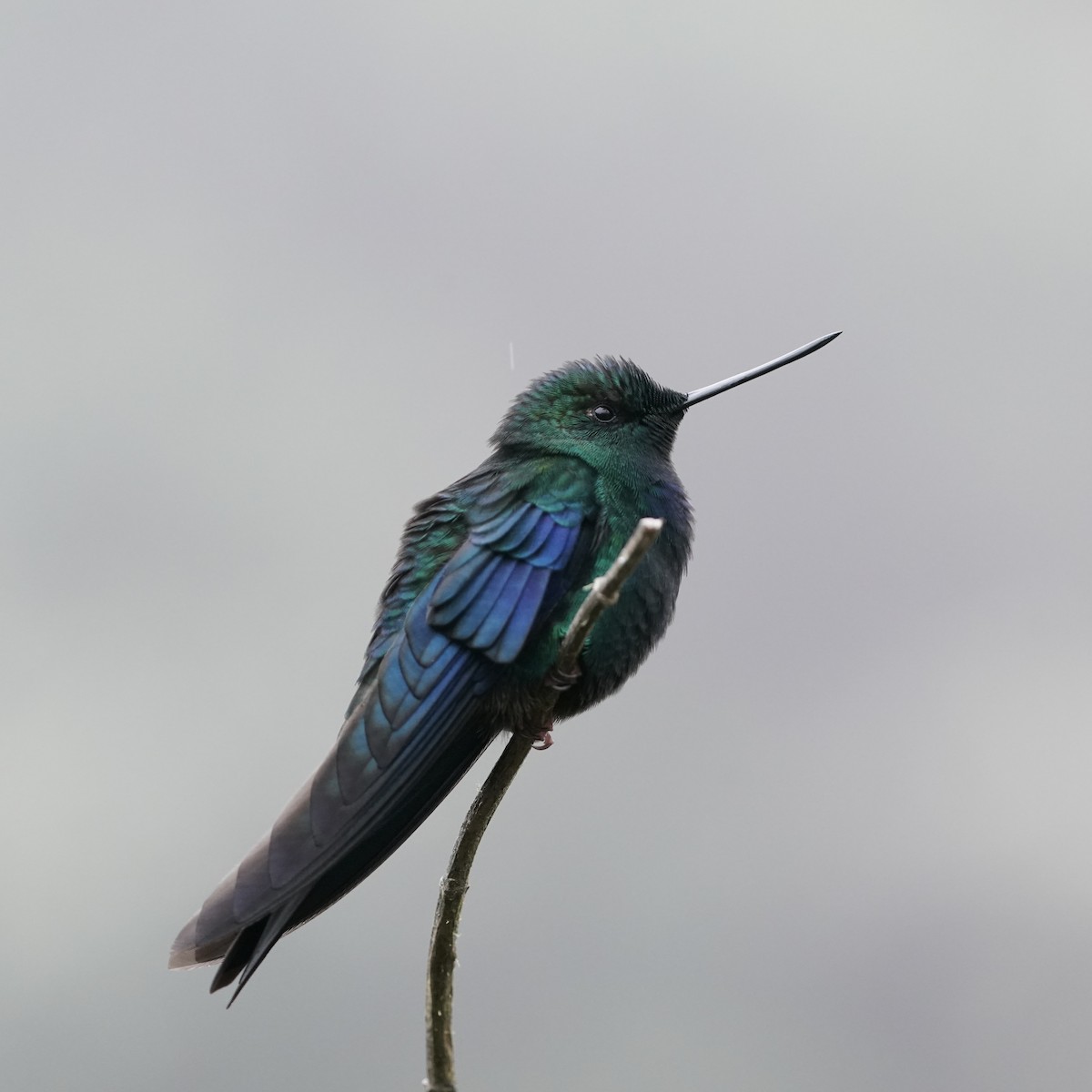 Great Sapphirewing - ML647156260