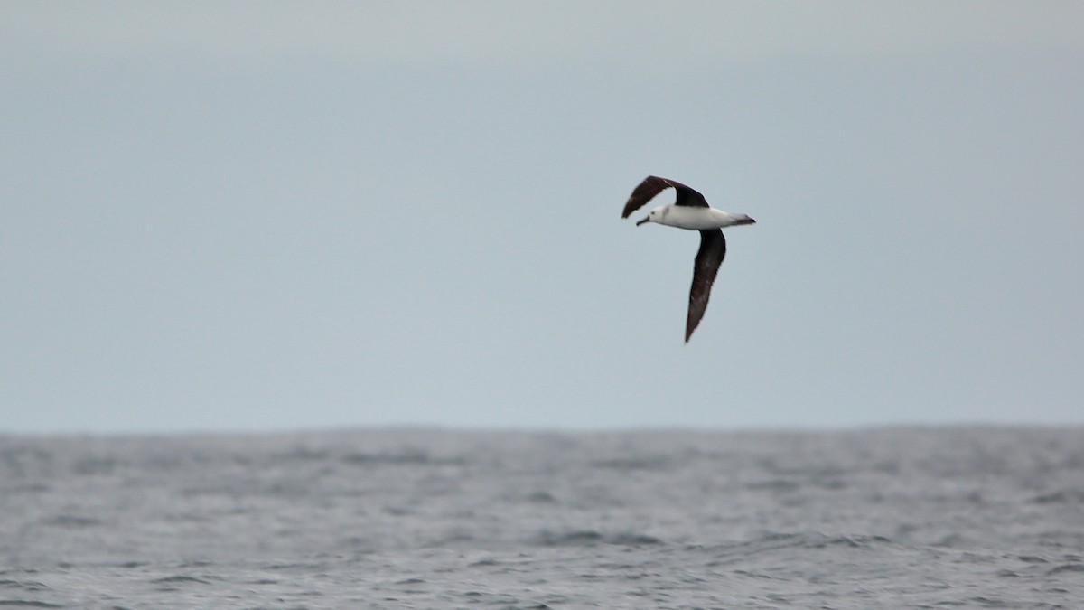 Black-browed Albatross - ML647156262