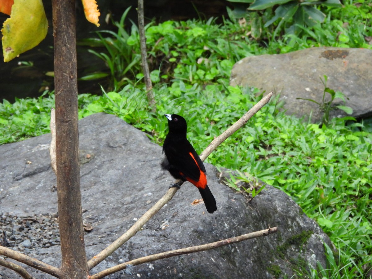 Scarlet-rumped Tanager - ML647156269