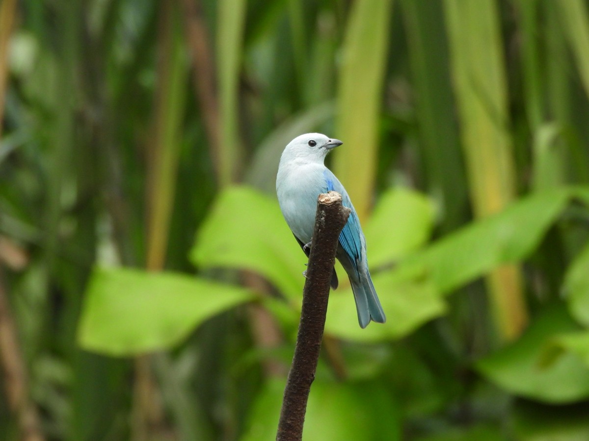Blue-gray Tanager - ML647156280