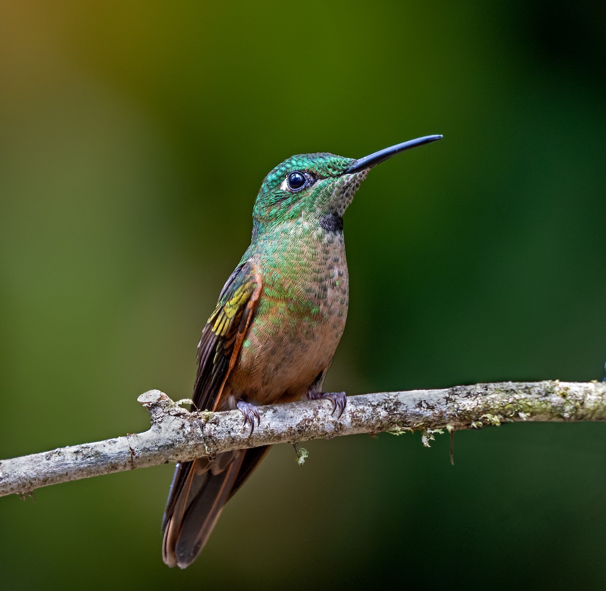 Fawn-breasted Brilliant - ML647156282