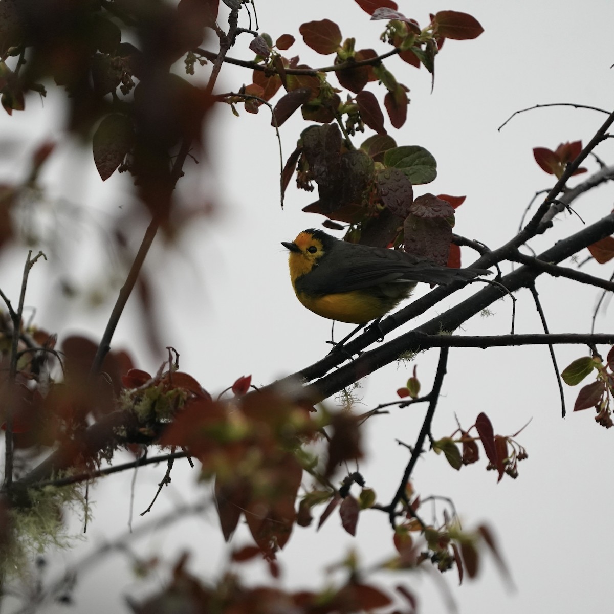 Süslü Ötleğen - ML647156284