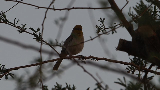 Verdin - ML647156298