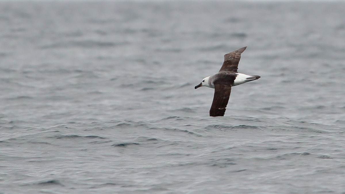 Black-browed Albatross - ML647156303